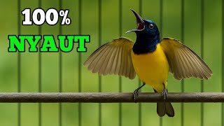 Download lagu 100% langsung nyaut, pancingan sogon jaminan byambar nyaut seketika mp3 Download lagu 100% langsung nyaut, pancingan sogon jaminan byambar nyaut seketika mp3