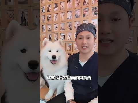 Never look for your dog if it runs away from home#dog#The dog#Novice dog keepers#Dog-keepi