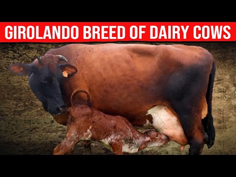 , title : '⭕GIROLANDO  Breed Of Dairy Cows Discover The Most Important Characteristics ✅ Biggest Bulls And Cow'
