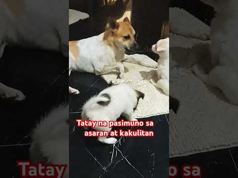 Subra cute nila #music #puppy  #puppylife #dog #song #doglover