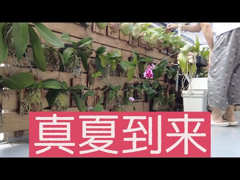 蘭の施肥:正しいやり方 トピックス