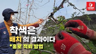 [사과재배] 배치의 결과와 4월 초 중요 사항