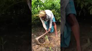The old man bent over and dug tree roots on the ridge of the field in autumn.