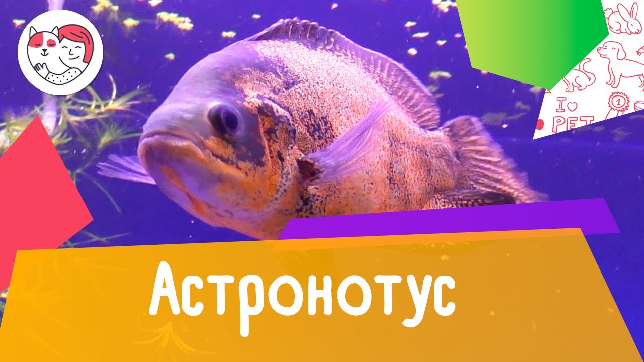 Аквариумная рыбка астронотус. Особенности. Уход.