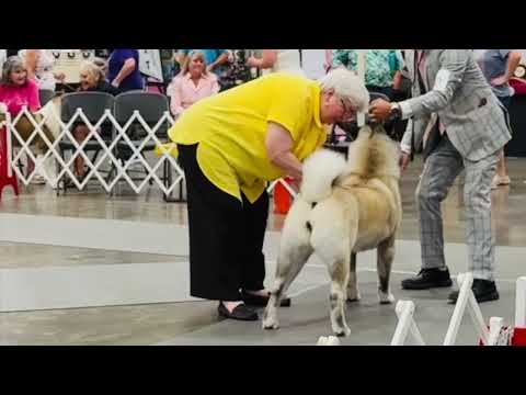 Kush (20M) Best of Winners @ Rocky Mountain Akita Club Specialty 2025