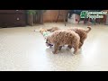 Mini Goldendoodle dogs for sale: Kurt  - Video 1