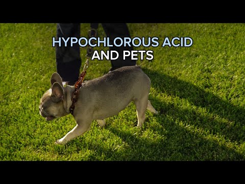 HYPOCHLOROUS ACID AND PETS | Healthy Hydration