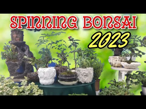 Spinning Bonsai - Bonsai Berputar 2023
