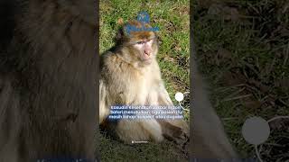 Virus Cacar Monyet Menyebar di Jakarta, 3 Warga Dilaporkan Tertular hingga Dirawat di RS