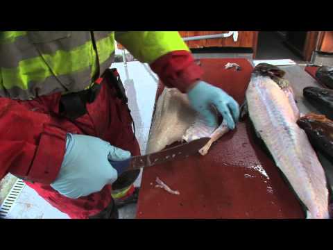 Pollack filetieren ! So wird es gemacht!