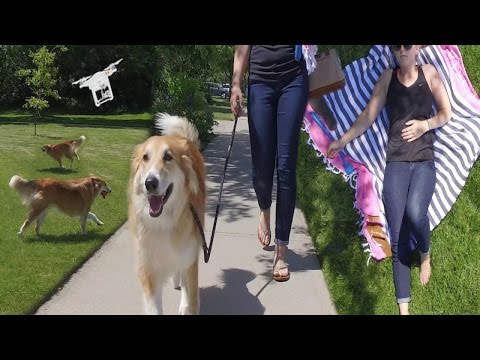 Puppers Dog Park ~ Funny Golden Retriever 2020 犬 猫