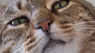 Cats Are Liquid: ALitS (World 3)