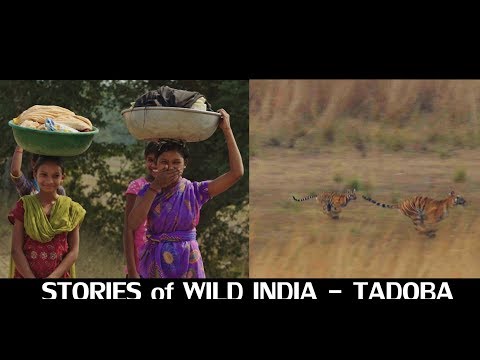 Stories of Wild India: Tadoba