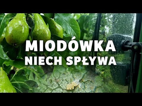 Miodówka niech spływa - wykonujemy zabieg zwilżaczem w gruszce odmiany Konferencja