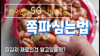 쪽파심기 | 쪽파심는법 | 쪽파는 이렇게 심어야 한다 | 쪽파심기 모든것 | 80%가 모르는 쪽파심는법