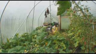 preview picture of video 'Local Growers: Cardigan Allotments - Part 2'