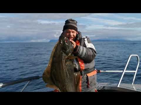 Fishing in Norway - Arnøy Brygge