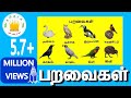 பறவைகள் Learn Tamil Birds Name Video For Kids And Children