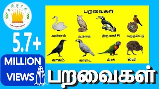 பறவைகள்  Learn Tamil Birds Name vide