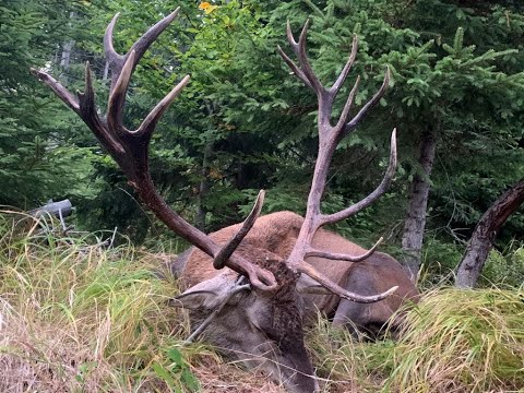 Red stag hunting in Romania 7,Chasse au en Roumanie 7,Rothirschjagd in Rumänien7