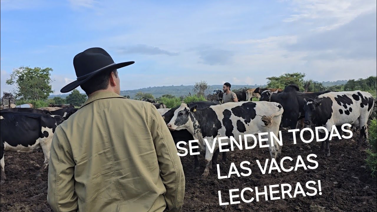 Venden Vacas Lecheras, Me comprare una? Ojo de Rana Michoacan.