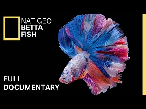Origin of Betta Fish: A Journey into their Enchanting Origins