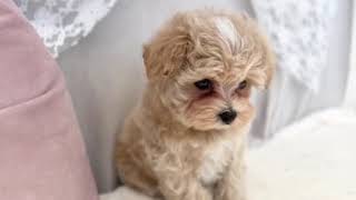 ハーフ犬の動画01