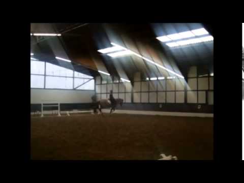 VENTURA 9 J. Holst.St. v. Colman-Contender -Juniorenpferd- FOR SALE