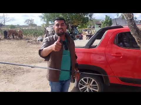 Notícias festa de carro de boi maravilha Al 