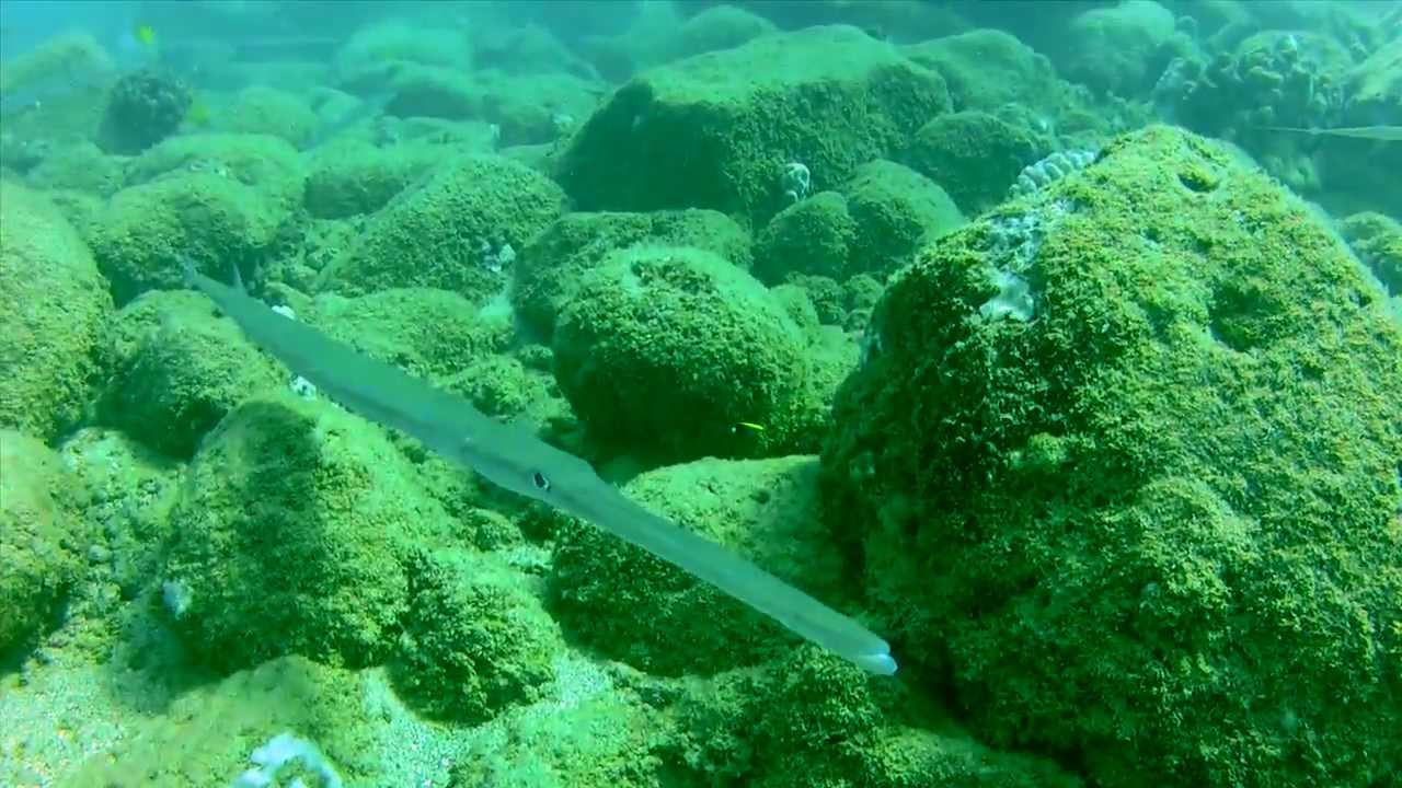Scuba Diving Kauai