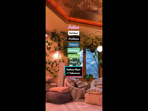 Pothos Plant Takeover! These fast growing plants love to trail, vine & climb 🌿 #pothos #plantdecor