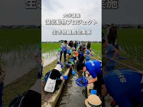 バイオデータサイエンス学科 魚とお米がつなぐ、生きもののゆりかご🌾🐟 #フィールドワーク体験