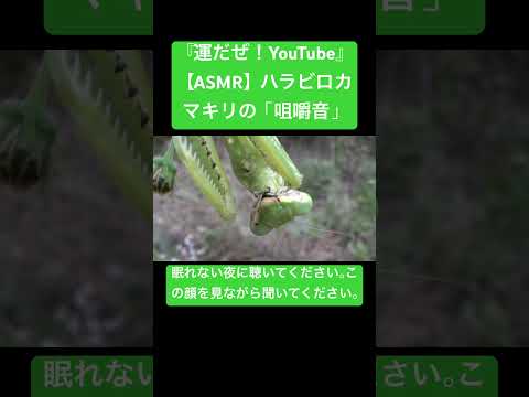 ASMRとはどういう意味ですか?その背後にあるものを簡単に説明します