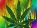 HomeGrown 