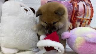 柴犬の動画01