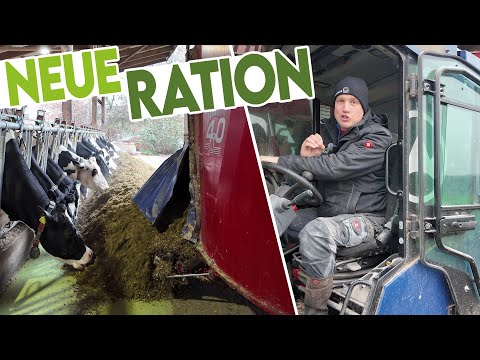 🐄 13 Zutaten für unsere Milchkühe: Das ist unsere neue Futterration!