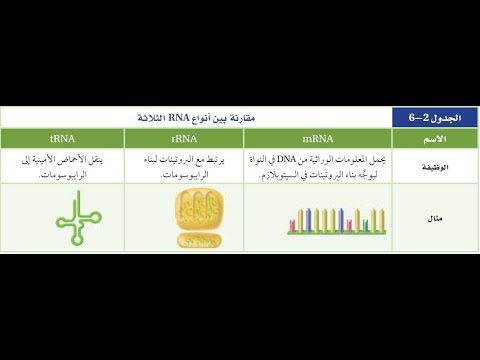 البروتين وDNA و RNA -الجزء الأول- بريدج