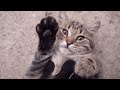 Tabby Cat So Happy And Very Friendly