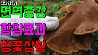 항암효과 면역기능 담금주 병꽃나무 상황 버섯 자생지 찾기 산남자 산행 약초 자연 건강 cryptoderma …