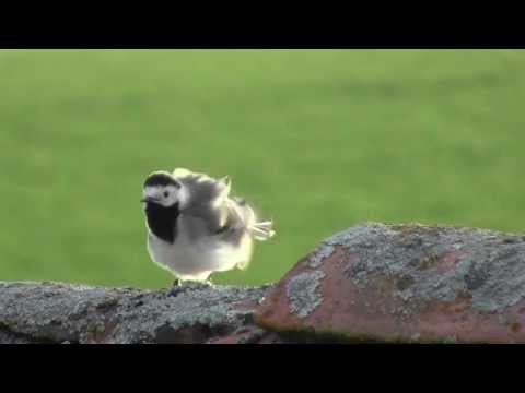 Jägerprüfung Niedersachsen Die Bachstelze