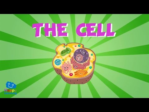 Cells and Their Functions