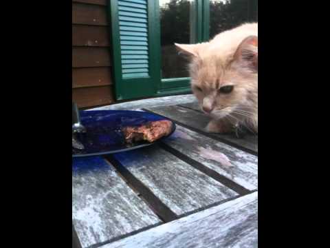 Cats are obligate carnivores