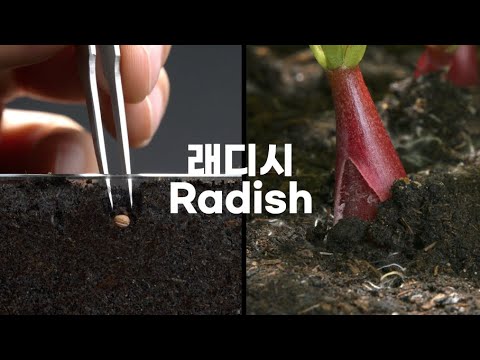 Growing Radish Time Lapse - Seed To Bulb in 17 Days