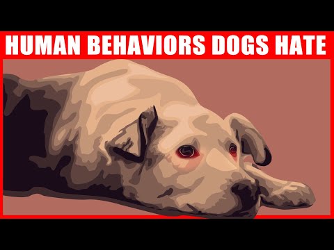 Human Habits That Dogs Hate and Wish You Wouldn't Do