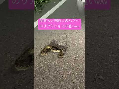 冬に雨が降ったときは鶏を屋内に入れるべきでしょうか？鶏小屋を雨から守るための 4 つの重要なヒント  庭園