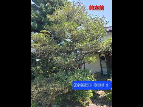 絶対知っておきたい4月・5月に剪定してはいけない植物8選  庭園