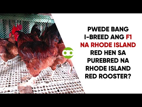 Pwede Bang I-Breed ang F1 na Rhode Island Red Hen sa Purebred na Rhode Island Red Rooster?