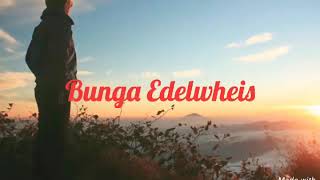 Download lagu Bunga Edelweis - Thomas Arya mp3 Download lagu Bunga Edelweis - Thomas Arya mp3