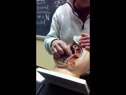 Altimari female reproductive part 1