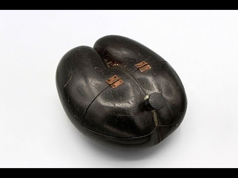 Antique 1800s Seychelles Coco De Mer Nut